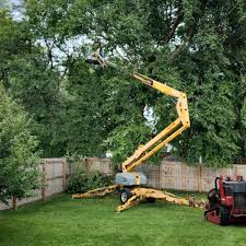 Best Tree Cabling and Bracing  in Lockhart, TX