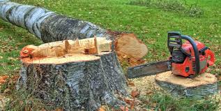  Lockhart, TX Tree Care Pros