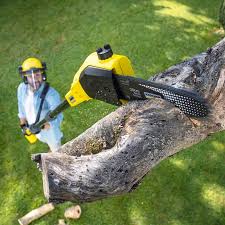 Best Hazardous Tree Removal  in Lockhart, TX