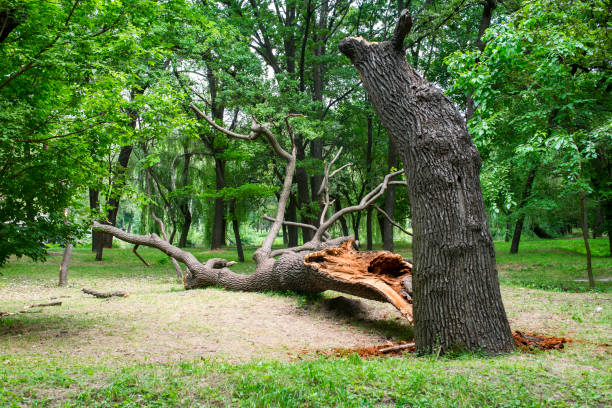 Best Tree Removal  in Lockhart, TX