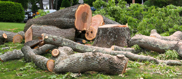 Best Lot and Land Clearing  in Lockhart, TX