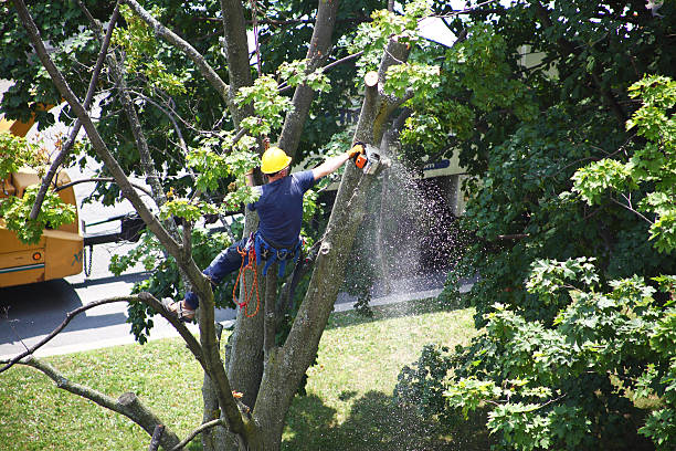 Best Tree Preservation Services  in Lockhart, TX
